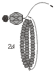 String about 17 more beads (Rings & Things' beaded dragonfly barrette project)