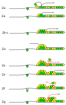 Starting the Brick Stitch (illustration courtesy of Rings & Things