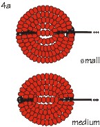 Make small and medium petals (courtesy of Rings & Things)