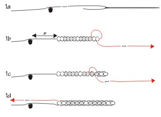 Using half the cord, string the needle (illustration courtesy of Rings & Things)