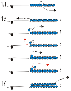 Continue going through each bead... (image courtesy of Rings & Things)